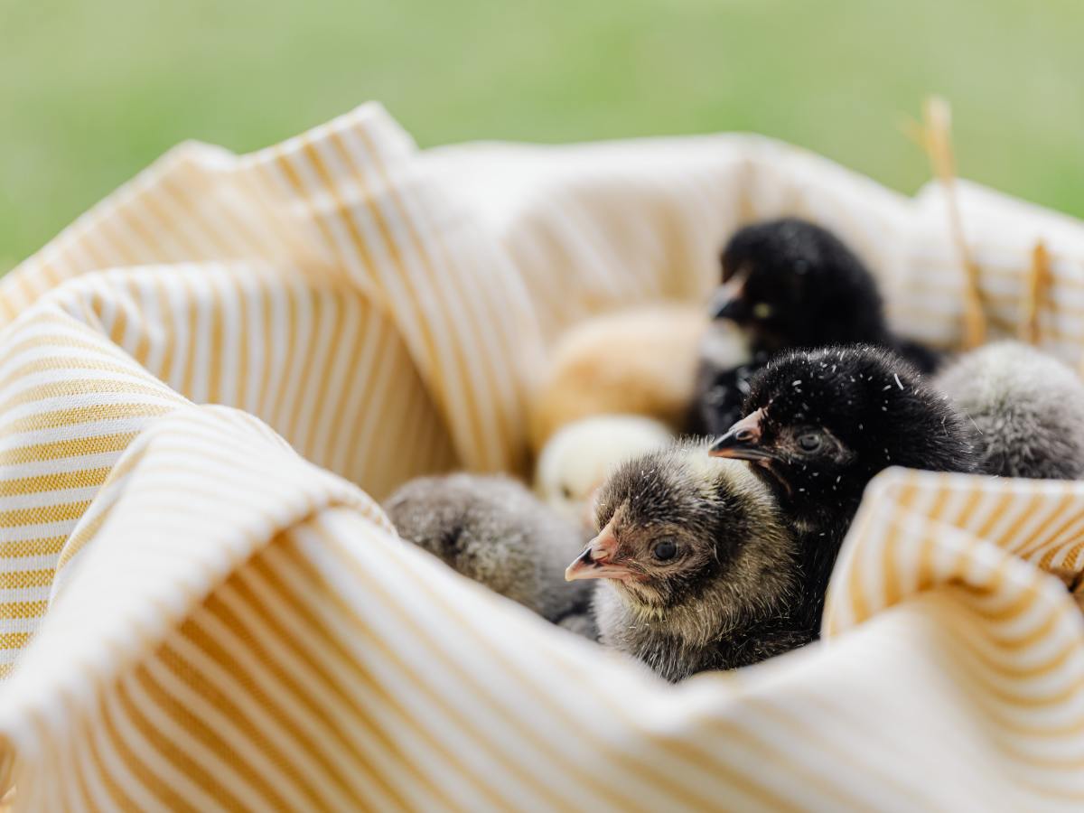 Fluffy Chicks, Little Chicks, Giant Chicks, OH&nbsp;MY!!