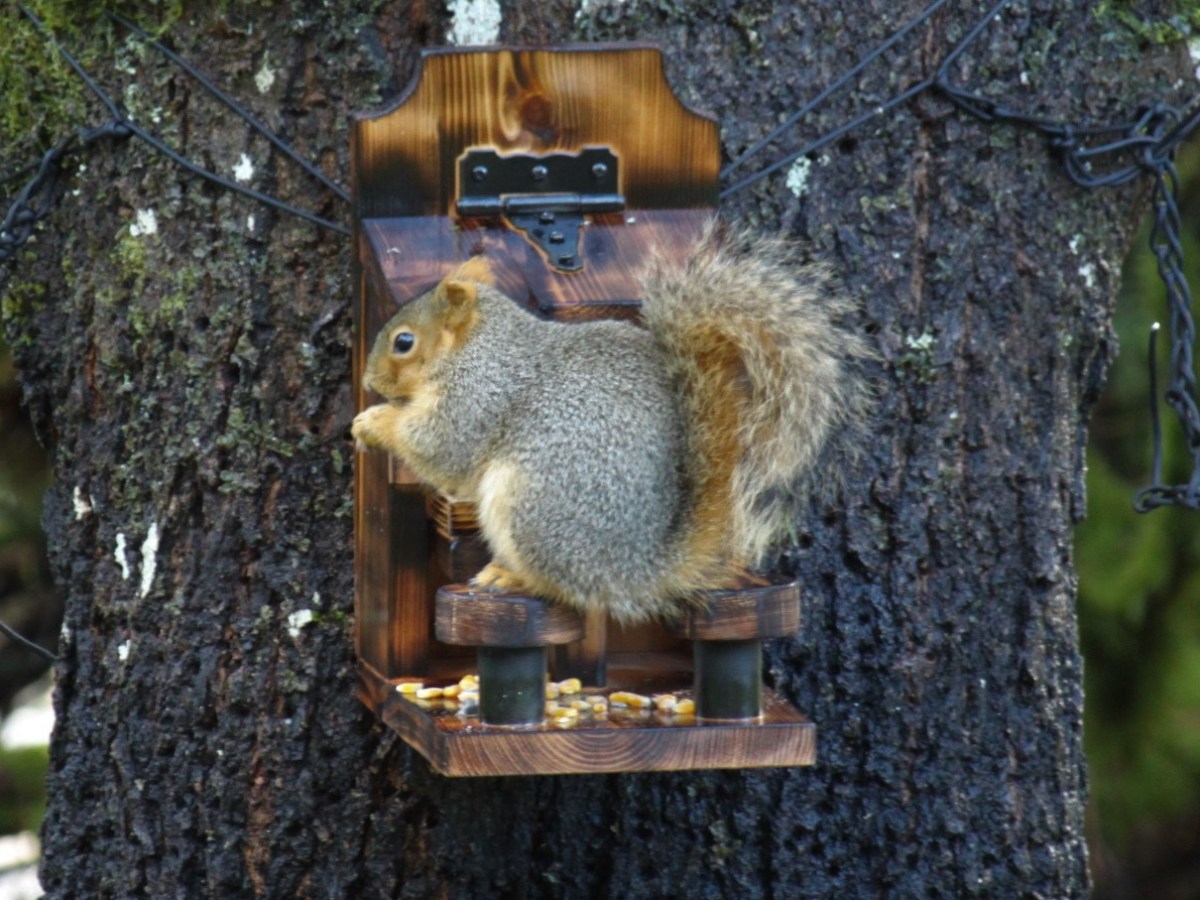 Helping our furry locals make it through&nbsp;Winter